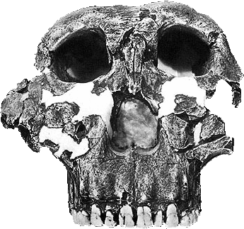 Schädel des Australopithecus boisei